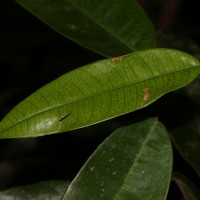 Stemonoporus gracilis Kosterm.